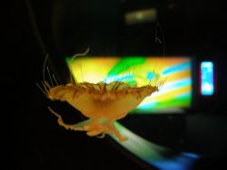 Taken in Siam Ocean World in Bangkok by Gordana Zdjelar 